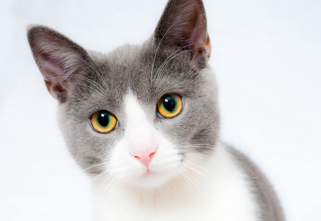 A cat looking at you